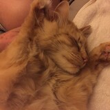 Entry image for Hawking (as in Stephen)