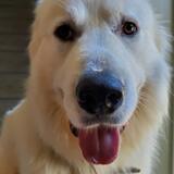 Entry image for Murphy