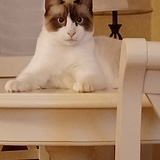 Entry image for Bandit