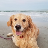 Entry image for Piper