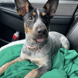 Entry image for Ruby