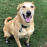 Entry image for Petey