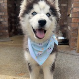 Entry image for Koda