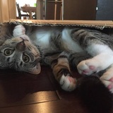 Entry image for Nash 