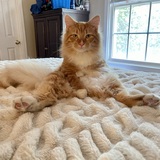 Entry image for Forrest