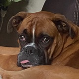 Entry image for Harlee