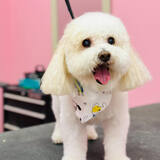 Entry image for Scooter