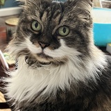 Entry image for Curie