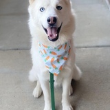 Entry image for Johnny Cash 