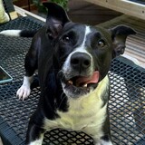 Entry image for Millie