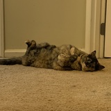 Entry image for Queenie