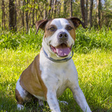 Entry image for Copper