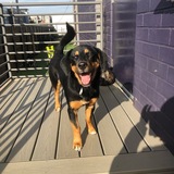 Entry image for Henry Ganley 