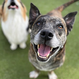 Entry image for Buddy