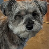 Entry image for Leopold