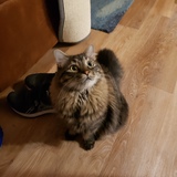 Entry image for Finnegan Fancypants