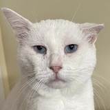 Entry image for Laszlo 