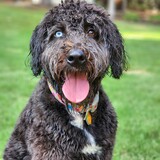 Entry image for Tess