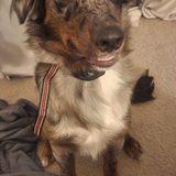 Entry image for Chance 