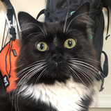 Entry image for Chihuly