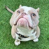 Entry image for Bruno 