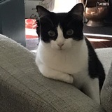 Entry image for Daisy