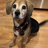 Entry image for Kali