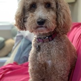 Entry image for Ginger