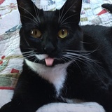 Entry image for Mary Rose