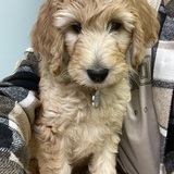 Entry image for Honey 