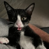 Entry image for Monty