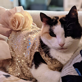 Entry image for Maggie, "Miss Maggie Moo" - 19 Years Young!