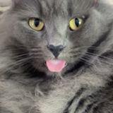 Entry image for Willow