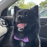 Entry image for Merlin