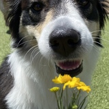 Entry image for Josie and the Pussycats