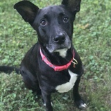 Entry image for Ruby