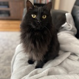 Entry image for Rosie