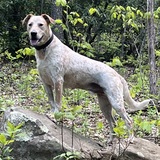 Entry image for Rory