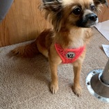 Entry image for Lilo