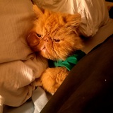 Entry image for Simba