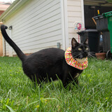 Entry image for Slippers