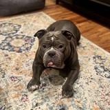 Entry image for Ziggy 