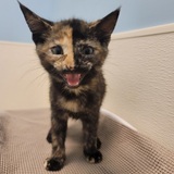 Entry image for Peekaboo 