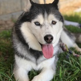 Entry image for Niko