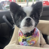 Entry image for Orca