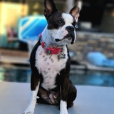 Entry image for Maisie