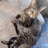 Entry image for Chorizo