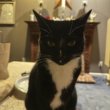 Entry image for Monty 