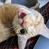 Entry image for Rell