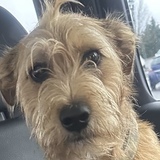 Entry image for Tibbs